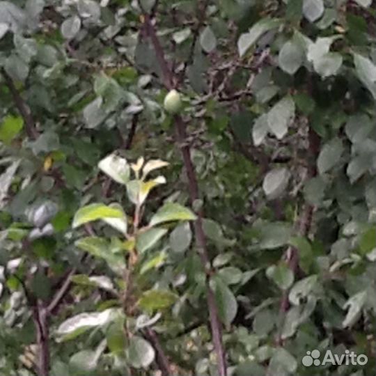 Саженцы сливы столовой