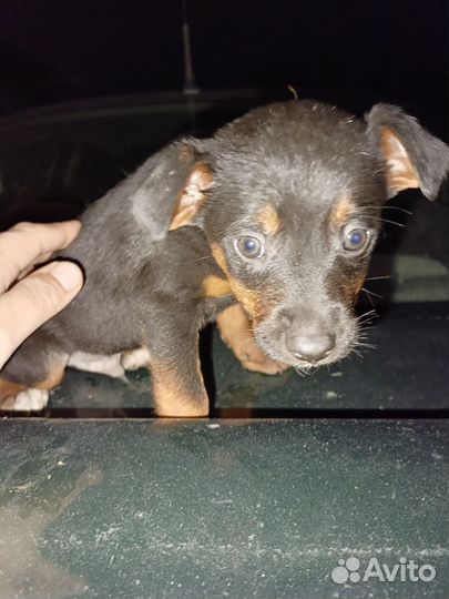 Бесплатно в дар собаку