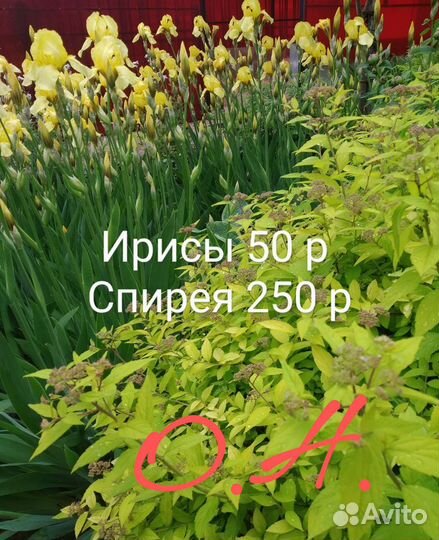 Страусник (папоротник), ирисы