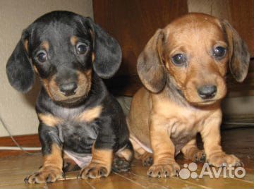 Таксы и другие породы