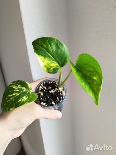 Эпипремнум золотистый