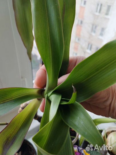 Золотой ус или кализия душистая или женьшень