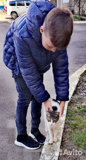 Европейская кошка