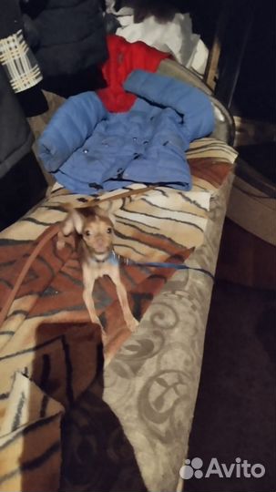 Мини той-терьер