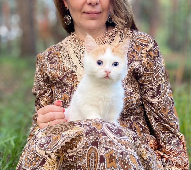 Кукольный котик манчкин