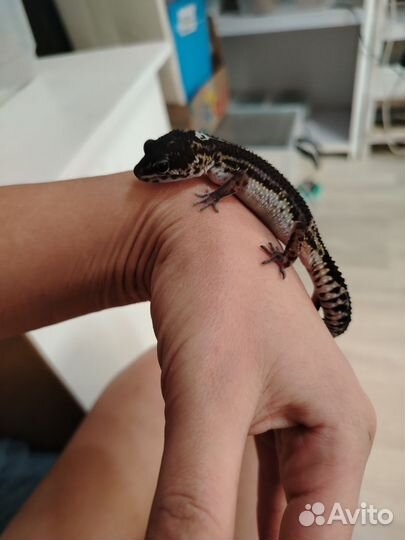 Экзотические домашние животные