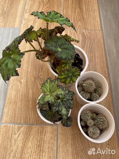 Бегония кактусы