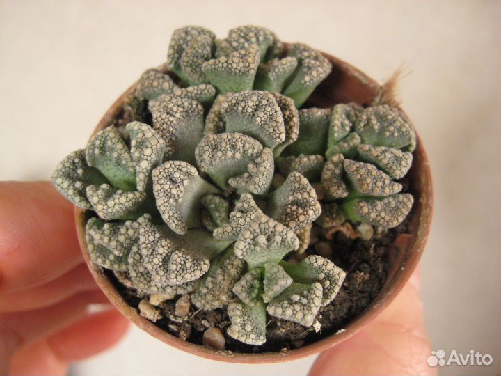 Суккуленты почтой. Есть необычные и редкие