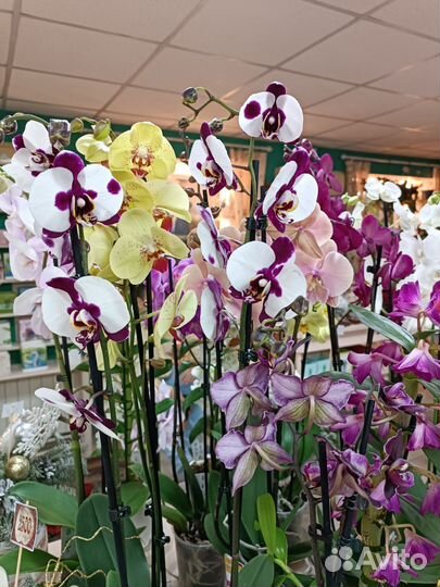 Орхидеи с доставкой