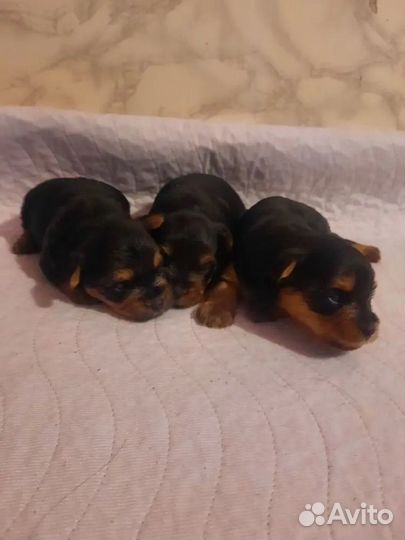 Йоркширский терьер