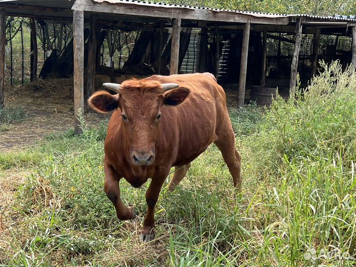 Телка 1,2месяца