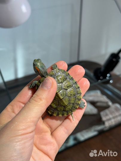 Красноухая черепаха с аквариумом