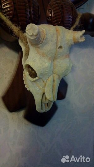 Череп для Террариума