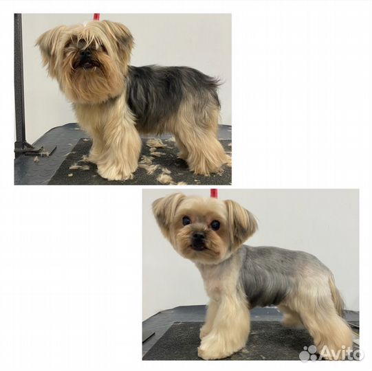 Груминг Стрижка Бишона