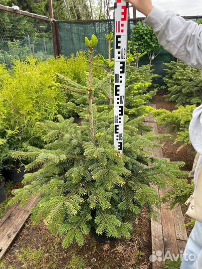 Пихта Кавказ