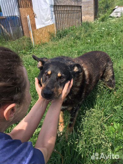 Жуля ищет дом