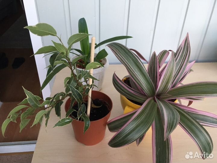 Комнатные растения