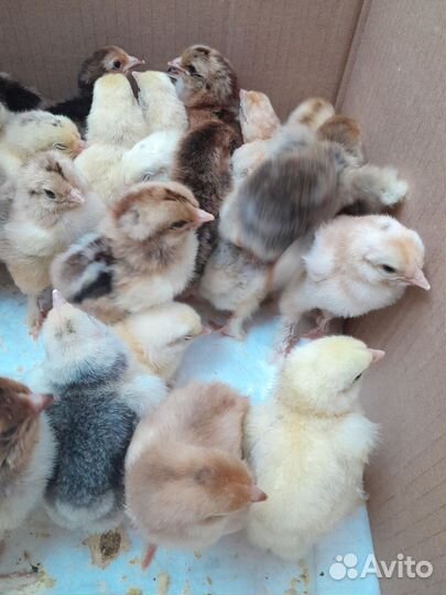 Цыплята Брама