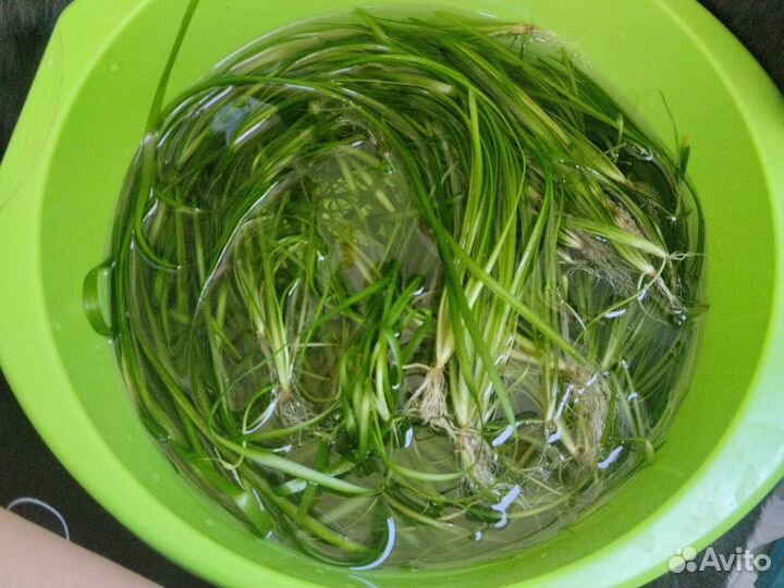 Аквариумные растения водоросли