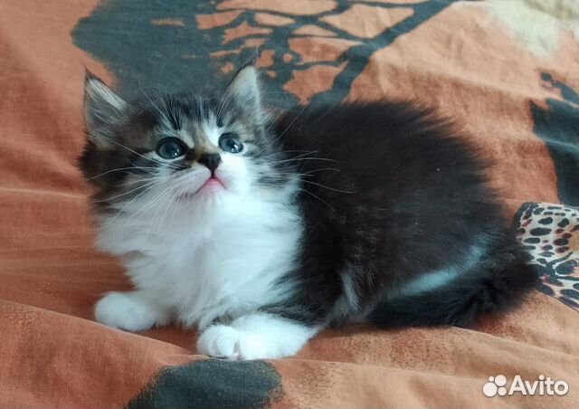 Сибирские котята