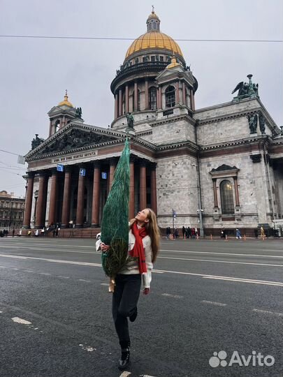 Сосна на новый год уральская