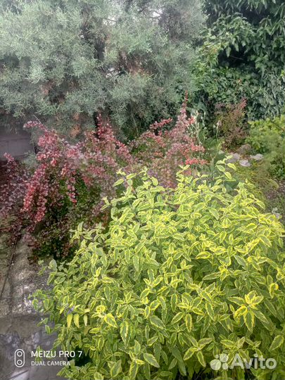 Кариоптерис кладоненский (пестролистный)