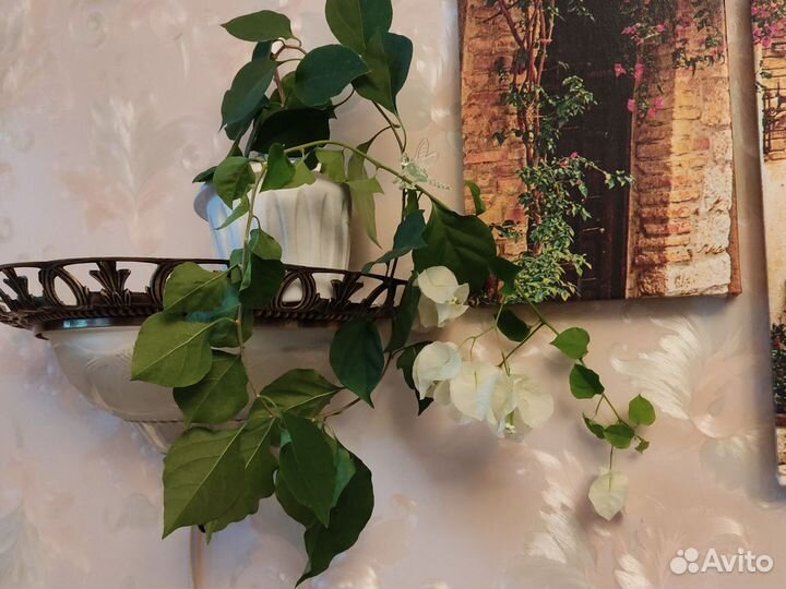 Бугенвиллия Mrs Alice