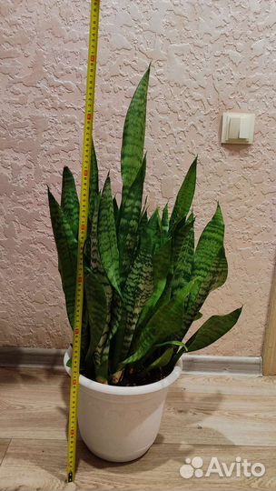 Сансевиерия