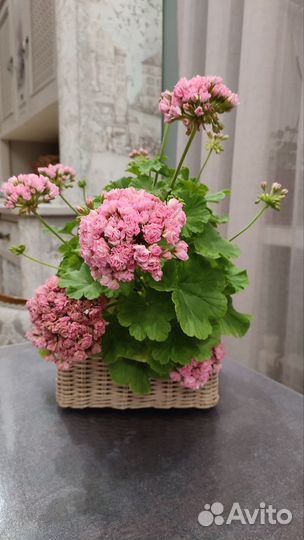 Пеларгония герань Princess Philippa