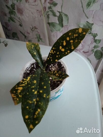 Цветы домашние