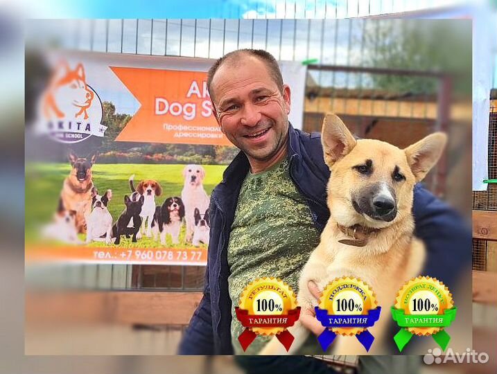 Идеальная собака с оплатой за результат. Гарантия