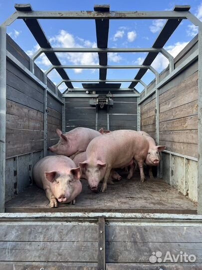 Говядина. свинина