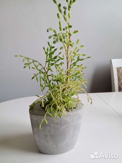 Суккуленты, хатиора, алоэ, хавортия