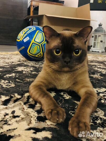 Котята Американской бурмы летние цены