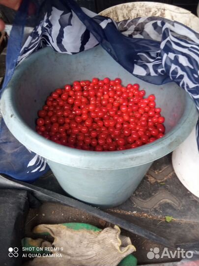 Войлочная вишня