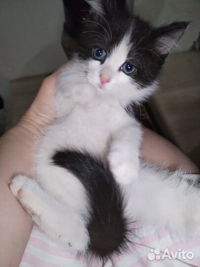 Кошка в дар