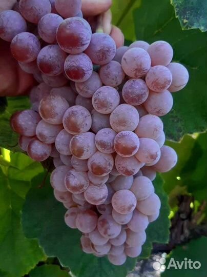 Саженцы винограда