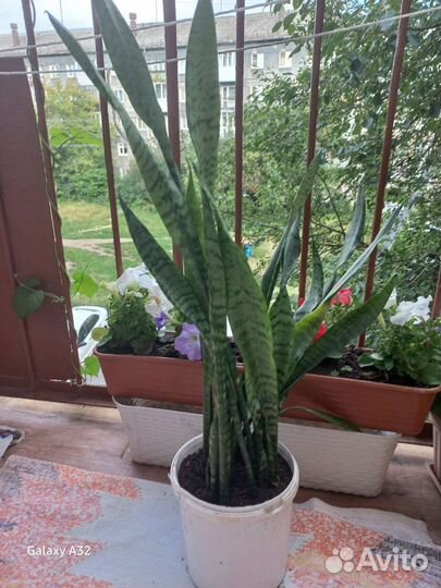 Сансевиерия