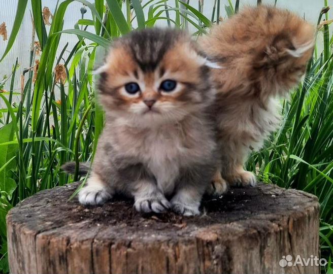 Вислоухие и прямоухие шотландские котята