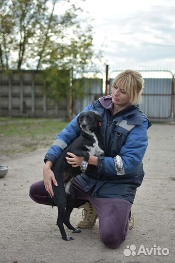 Собака в добрые руки отдам бесплатно