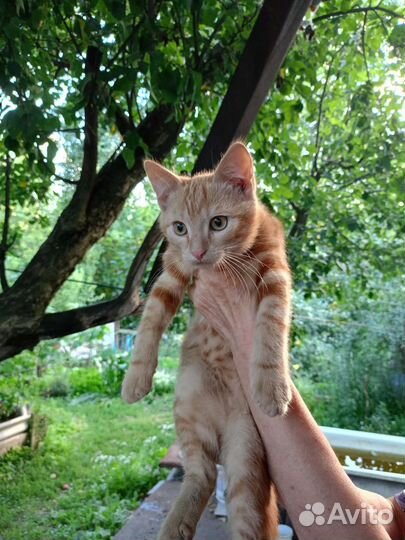 Кошка