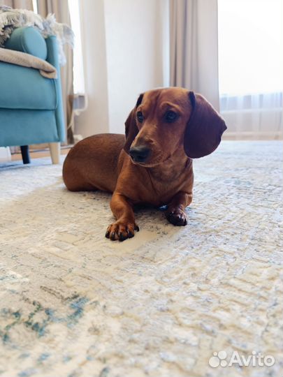 Мальчик такса ищет подружку