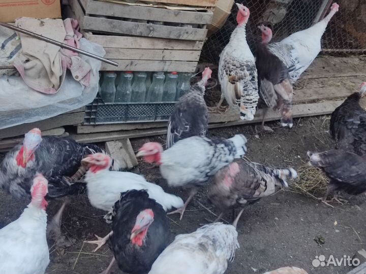 Индюки индюшата