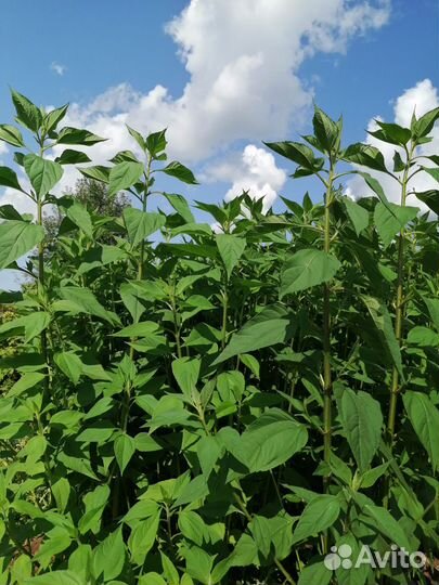 Топинамбур