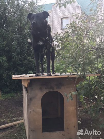 В добрые руки