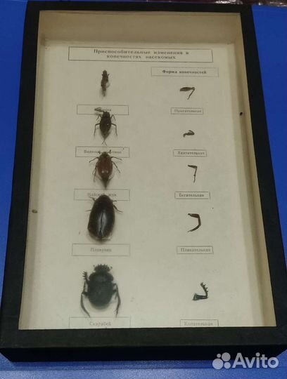 Пособие наглядное биология насекомые