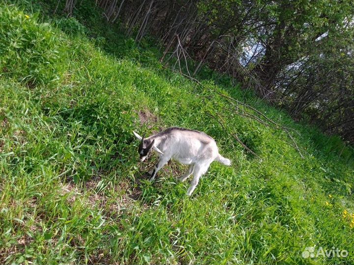 Альпийские козы