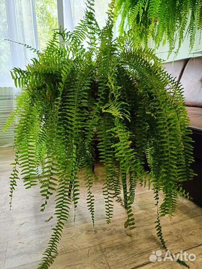 Папоротник комнатный