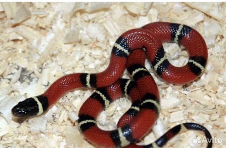 Передержка животных