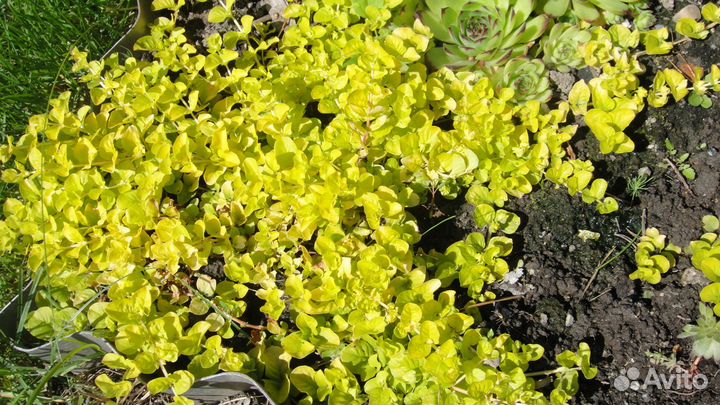 Молочай многоцветковый